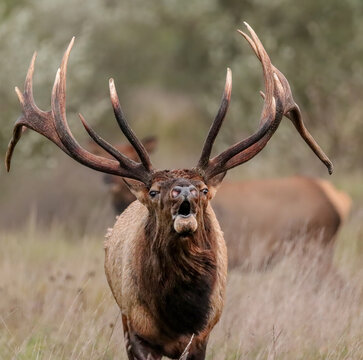 Magnificent Elk Bull Bugling During Fall Rut 