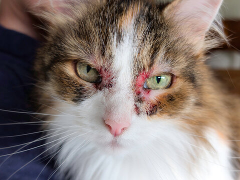 Close-Up of Domestic Cat with Severe Skin Allergy Irritation and Lesions Around Eyes