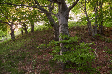 Fototapeta premium Old beech trees in spring Krusne hory forest