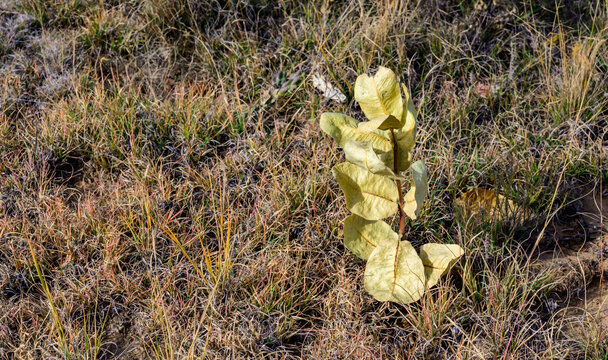Oklahoma, USA: Common milkweed (Asclepias syriaca), characterized by an erect stem and large opposite oblong to broadly elliptic leaves.