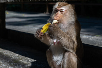 Close-up of a monkey eating a banana, detailed fur, sharp focus on face, natural light creating dappled shadows on ground, primate wildlife © Anton Papulov