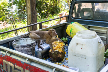 Curious monkey eating jackfruit from a rustic pickup truck bed, surrounded by banana bunches and various containers, in a bright, natural outdoor setting. © Anton Papulov