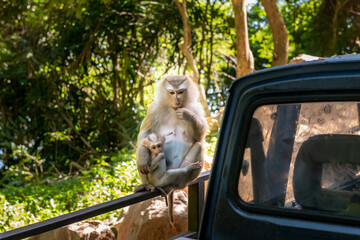 Mother monkey with infant clinging to her chest, sitting on a railing next to an old vehicle in a lush, sun-dappled jungle setting. © Anton Papulov