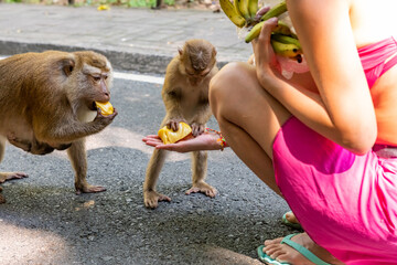 Two monkeys interact with a person feeding them fruit, one monkey eats a piece of bright yellow fruit while the other reaches for food from a hand, with bananas held by unseen person. © Anton Papulov