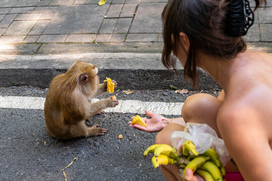 Monkey eating fruit offered by a person, close-up shot with natural light and soft focus on background of pavement and trees.