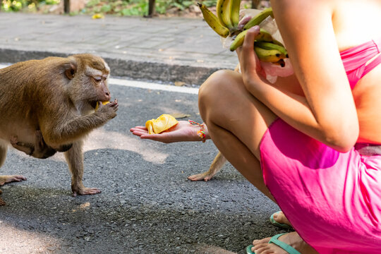 Tender moment: A monkey reaches out a hand to accept food from a person's palm, showcasing an interaction in natural light with detailed fur and pavement texture.