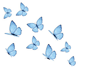 Fototapeta premium set of vector butterflies blue
