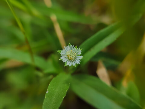 close up of false daisy or flower of the Urang-aring plant (Eclipta prostrata)