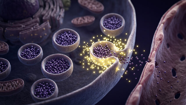 3D medical illustration of synaptic transmission showing neurotransmitter exocytosis from synaptic vesicles at a chemical synapse