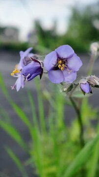 Macro close-up of an insect crawling inside a blue Jacob's ladder flower. Its hind legs and abdomen remain visible as it moves among the petals and floral structures.