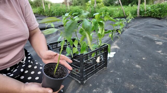 Gardener examines a pepper seedling in a pot containing soil and perlite. The plant is rotated and its leaves inspected by hand, with additional pepper seedlings visible in the background.