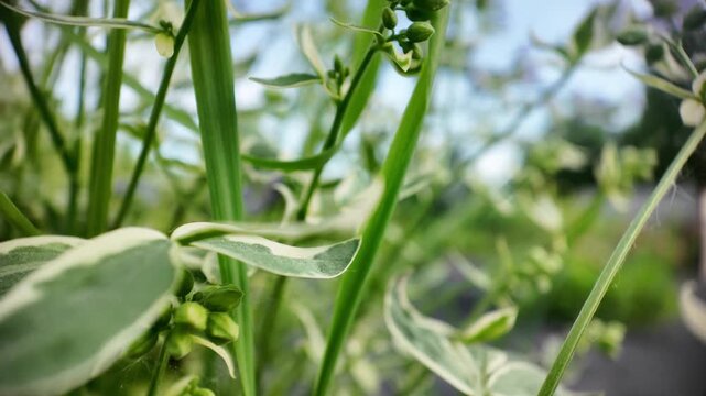 Macro shot of a variegated Jacob's ladder plant with blue flowers and unopened buds. The camera smoothly moves upward along the foliage against a blurred blue sky with warm sunlight illuminating