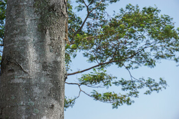 Fototapeta premium Brown lizard clings to rough tree bark. Green leaves sway in bright blue sky. Natural setting captures quiet, sunlit moment. Ideal for wildlife, nature, or outdoor themes