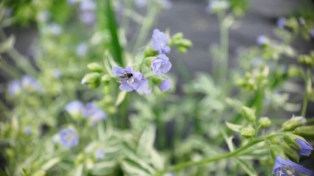 Macro close-up of a small insect exploring the blue flowers of a variegated Jacob's ladder plant (Polemonium). The insect crawls deep inside the blossom, leaving only its hind legs visible before emer