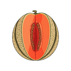 Fresh ripe cantaloupe muskmelon fruit cut in half showing sweet orange flesh and seeds