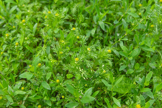 Bright yellow daisy flowers grow Polygonum aviculare among dense green leaves in a field during the day