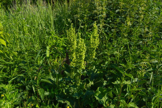 Wild green Rumex confertus plant growing in a field surrounded by grass during bright daylight in summer