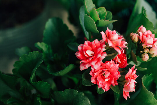 Flowers Kalanchoe bloom in a garden under natural light showing details of petals and leaves