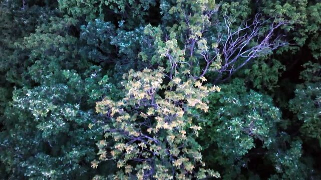 Aerial Drone Flight Above Forest at Dusk, Cinematic View of Treetops in Evening Twilight