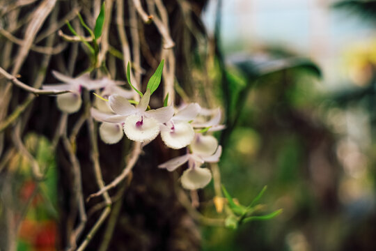 Orchids bloom in a greenhouse with green leaves and natural light during the day
