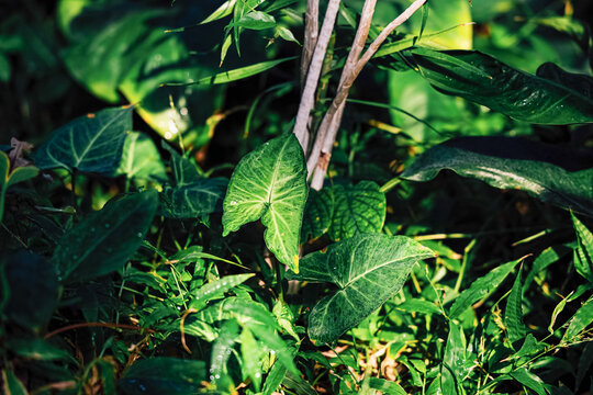 Bright Syngonium green leaves grow in a tropical garden during the daytime in a natural setting