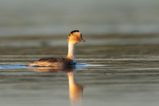 Silvery Grebe in Pampas lagoon environment, Patagonia, Argentina