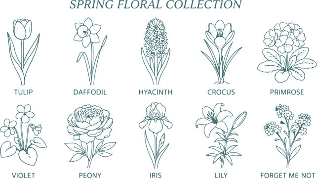 Spring floral collection of beautiful flowers tulips daffodils hyacinths crocus primrose iris lily.