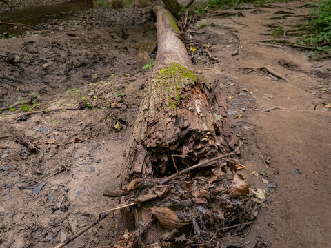 Fallen mossy tree log blocking a dirt path along a hiking trail in the forest at Starved Rock State Park
