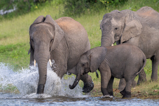African bush elephants drinking from the Chobe River