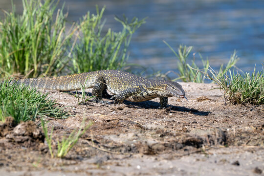 Nile monitor lizard along the shore of the Chobe River.