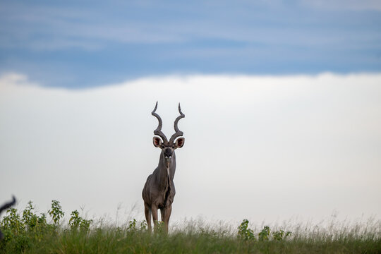 Greater kudu with mud on its antlers near the shore of Chobe River
