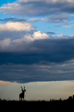 Silhouette of Greater kudu with mud on its antlers near the shore of Chobe River