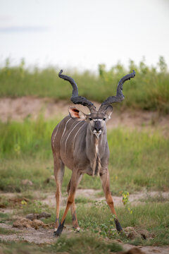 Greater kudu with mud on its antlers near the shore of Chobe River