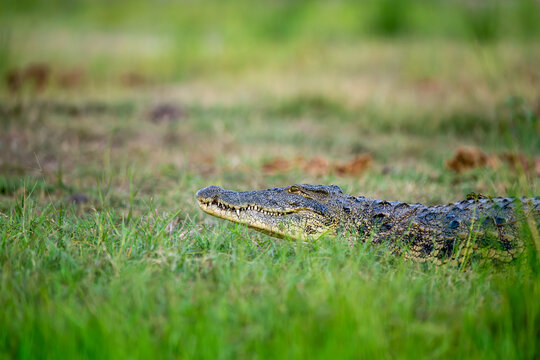 Nile Crocodile in grass along the Chobe River in Botswana