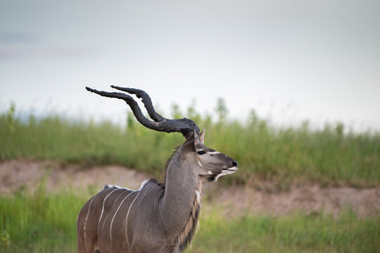 Greater kudu with mud on its antlers near the shore of Chobe River