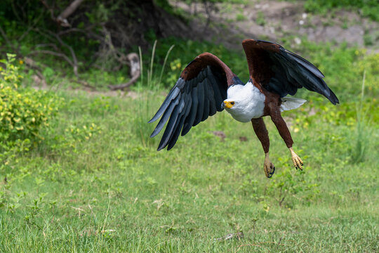African Fish Eagle taking flight from a perch near the shore of the Chobe River