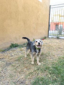 perrito