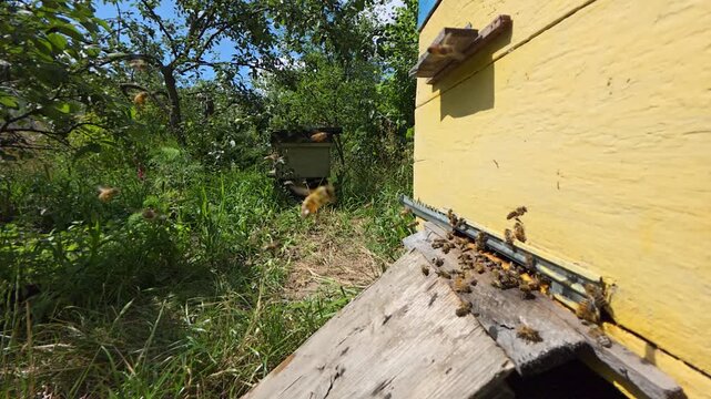 Flights of bees of a small bee colony.
Delivery of nectar and pollen by bees to the hive.
