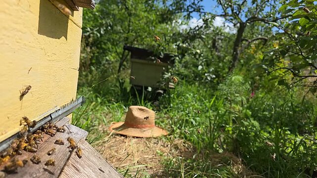 Flights of bees of a small bee colony.
Delivery of nectar and pollen by bees to the hive.
