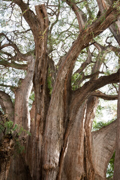 A tule tree in Mexico - the stoutest tree in the world