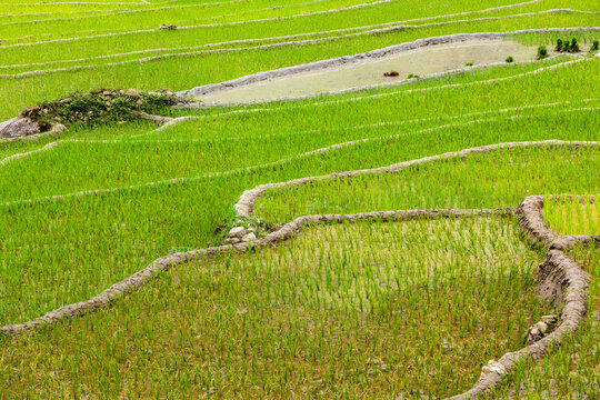 Rice field terraces (rice paddy) in Near Cat Cat village, near Sapa, Vietnam