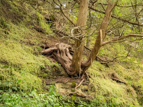 Gnarled cedar tree roots clinging to a mossy sandstone cliff side in a lush green forest