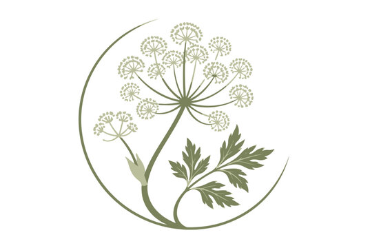 Delicate line art hogweed illustration in an open frame.