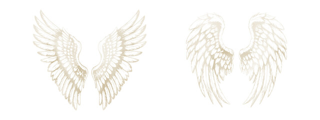 Fototapeta premium Wings of a hawk or eagle, sketch. Watercolor illustration. A set of bird wings with feathers standing out on a white background. Mystical wings of an angel or a griffin