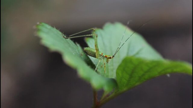 Katydid Nymph On A Strawberry Leaf