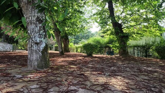 Parque com &aacute;rvore cheio de folhas castanhas no ch&atilde;o
