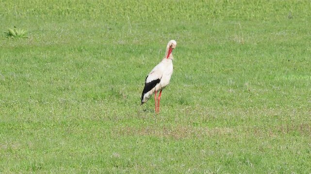 White stork (Ciconia ciconia) grooming on a green meadow in late spring