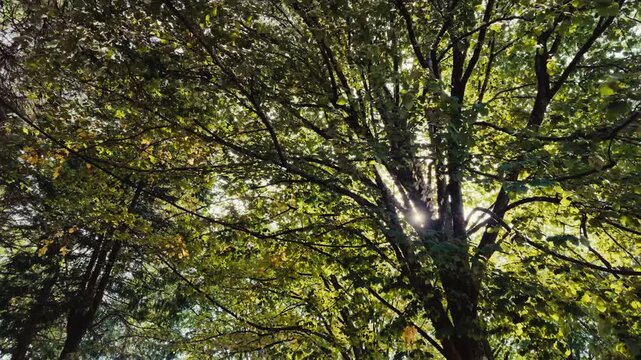 Caminhar a olhar para o c&eacute;u