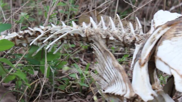 Pan across fish bones