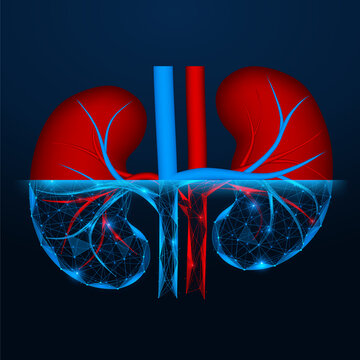 The process of scanning human kidneys. The concept of modern technologies for diagnosis, analysis of kidney condition, early detection of diseases and the creation of a digital organ twin.